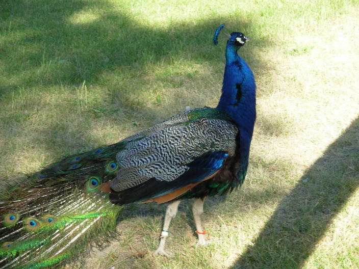MalePeacock