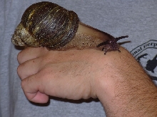 BigSnail
