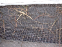 Sticks1