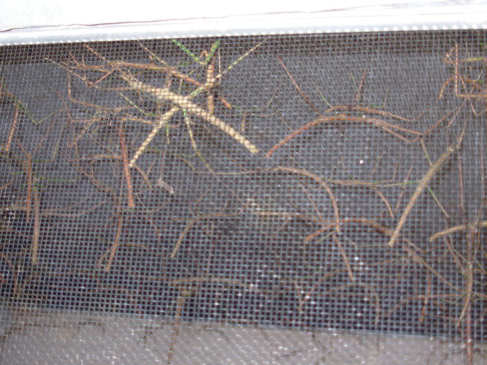 Sticks1