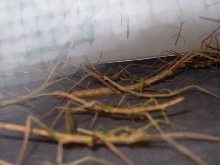 Sticks2