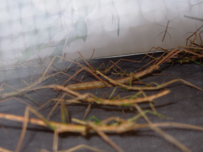 Sticks2