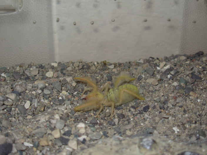 Spider