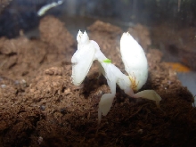 OrchidSpider