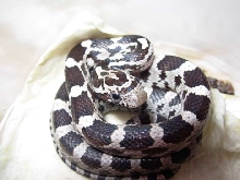 AneryBaby1a