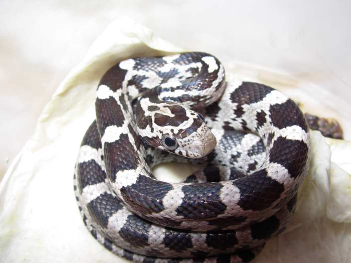 AneryBaby1a