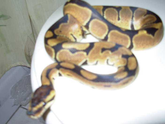 NewBallB2