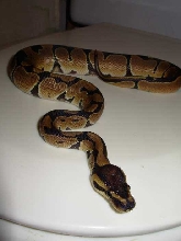 NewBallB 1