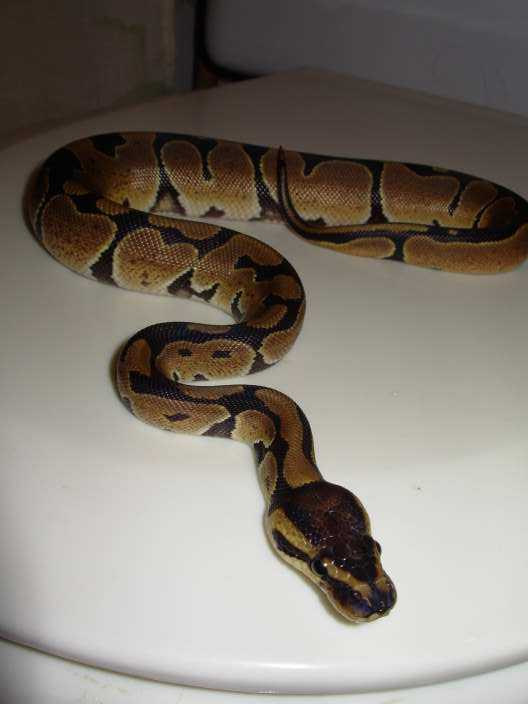 NewBallB 1
