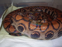 EclipseGravid1