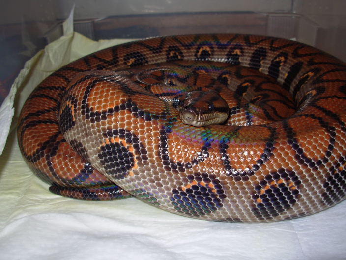 EclipseGravid1