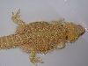 ArrahApril08c