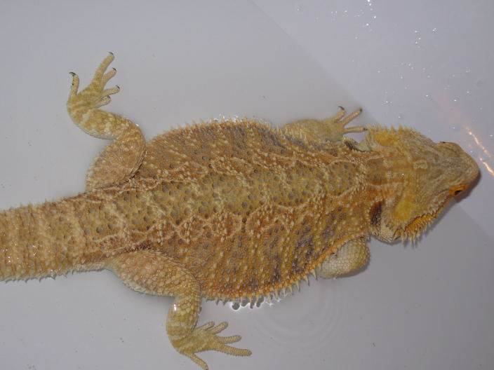 ArrahApril08c