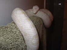 SnowCorn1a