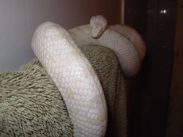 SnowCorn1a