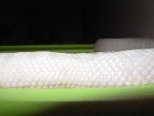 SnowCorn1bkink