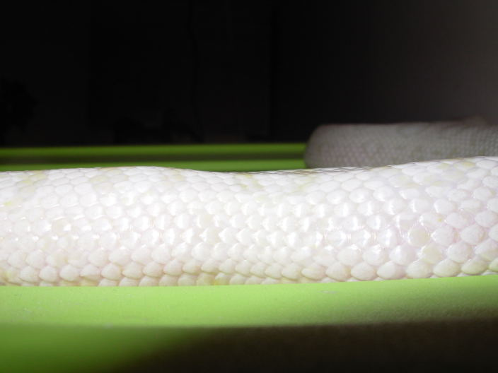 SnowCorn1bkink