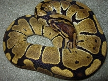 Banded1a