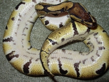 Banded2bbelly