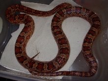 MaleCorn1a