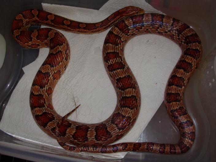 MaleCorn1a