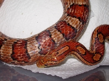 maleCorn1b