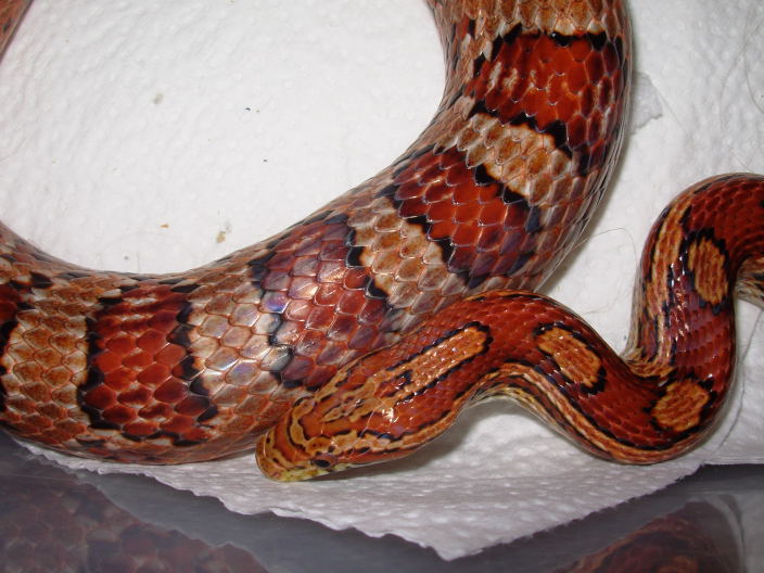 maleCorn1b