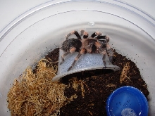 B.smithi1