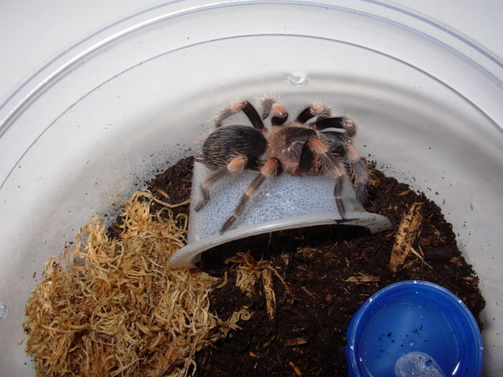 B.smithi1
