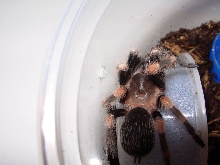 B.smithi2