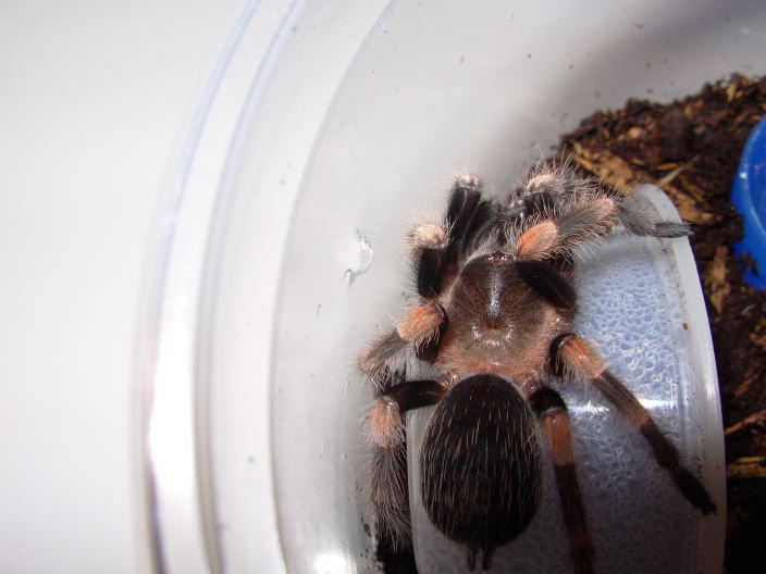B.smithi2