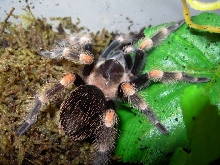 B. smithi(June09)a
