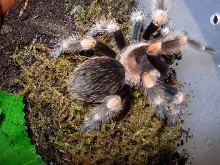 B. smithi(June09)b