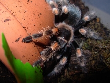 B. smithi(June09)c