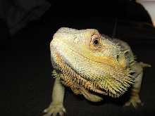 ArrahJune15Face