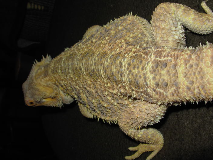 ArrahJune15Back