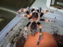 BsmithiAug09a