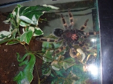 SmithiUnderside1