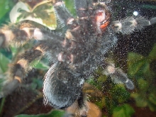 SmithiUnderside2