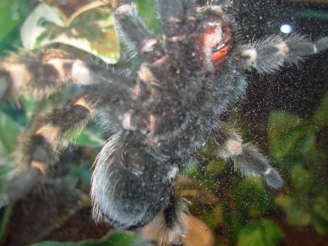 SmithiUnderside2
