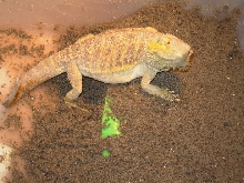 Egg_Laying1