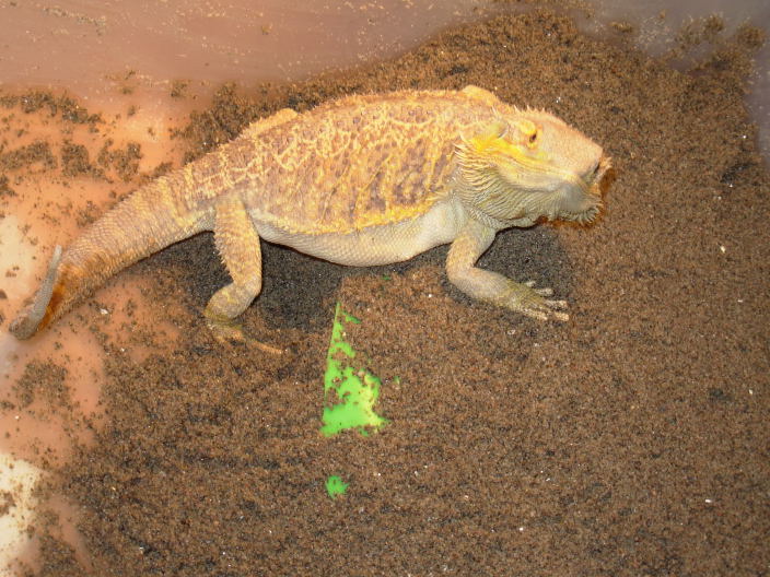 Egg_Laying1