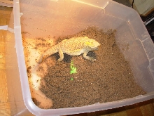 Egg_Laying2