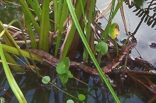 The Snake in my fish pond