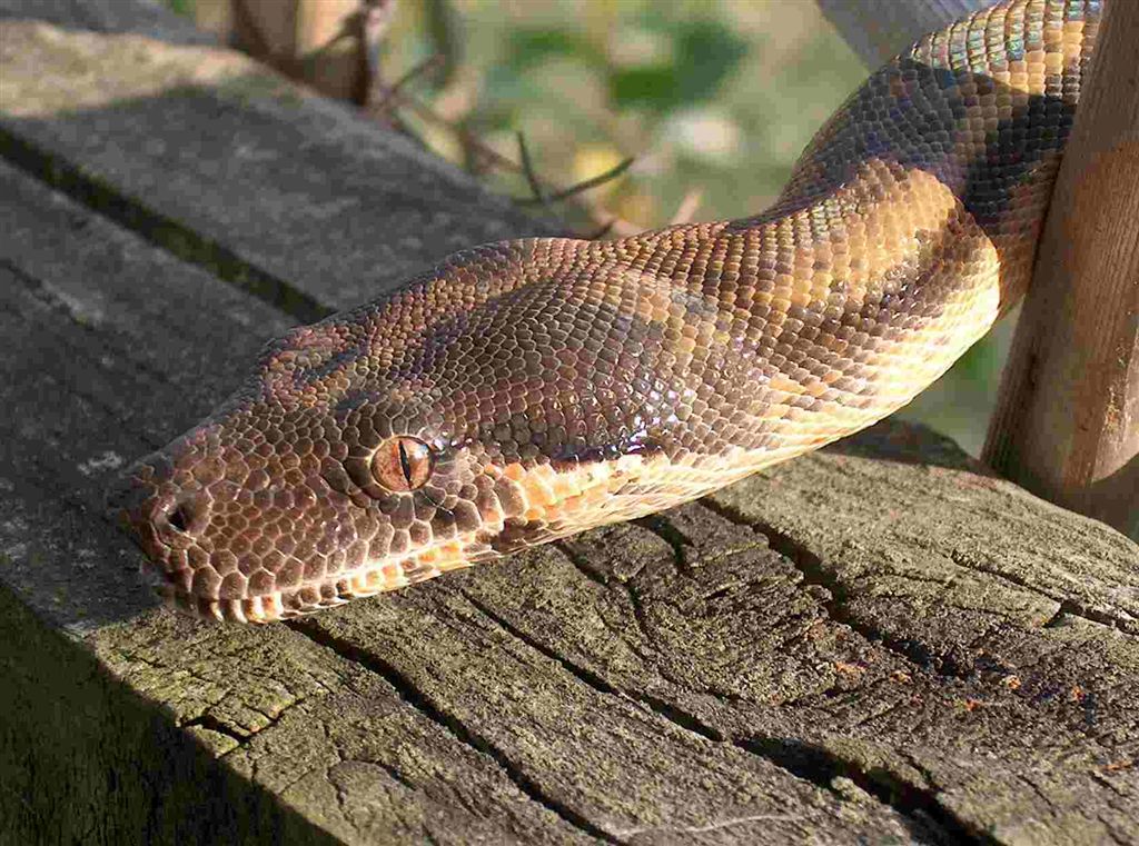 Sunset Boa Fem Head Shot