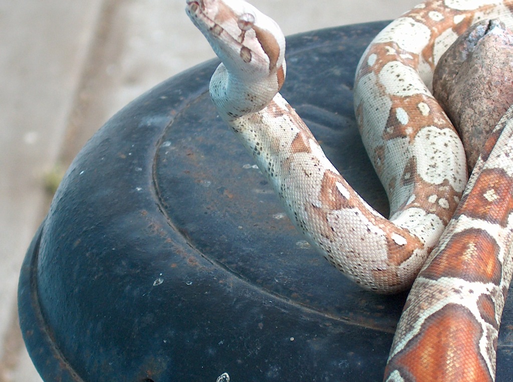 Albino T Colombian '04 Male Boa