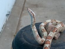 Albino T Colombian Boa
