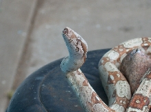 Albino T Colombian Boa