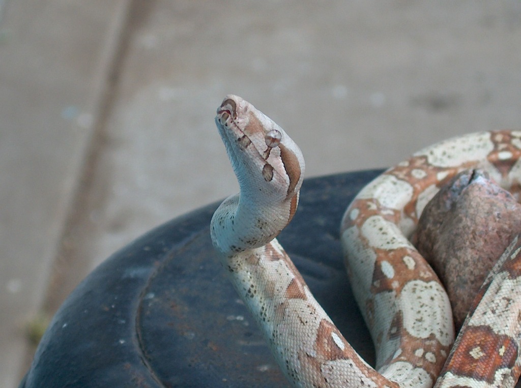Albino T Colombian Boa