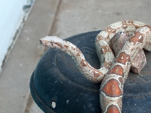 Albino T Colombian Boa